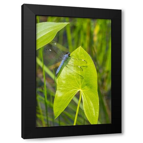 Spangled Skimmer male on Arrowhead plant Black Modern Wood Framed Art Print by Day, Richard and Susan