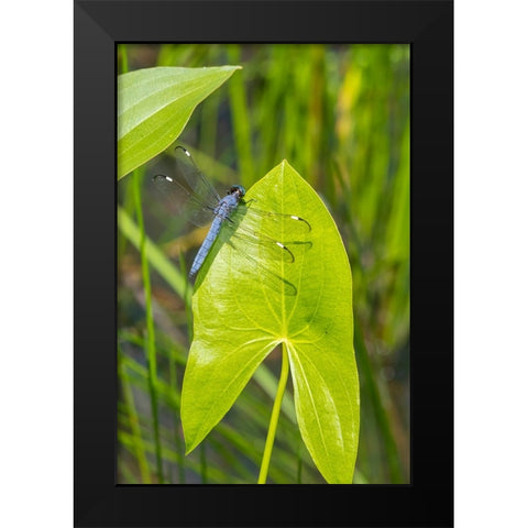 Spangled Skimmer male on Arrowhead plant Black Modern Wood Framed Art Print by Day, Richard and Susan