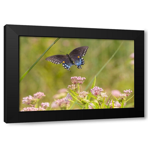 Spicebush swallowtail flying to swamp milkweed Black Modern Wood Framed Art Print by Day, Richard and Susan