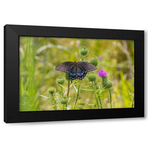 Spicebush swallowtail on Bull thistle Black Modern Wood Framed Art Print by Day, Richard and Susan