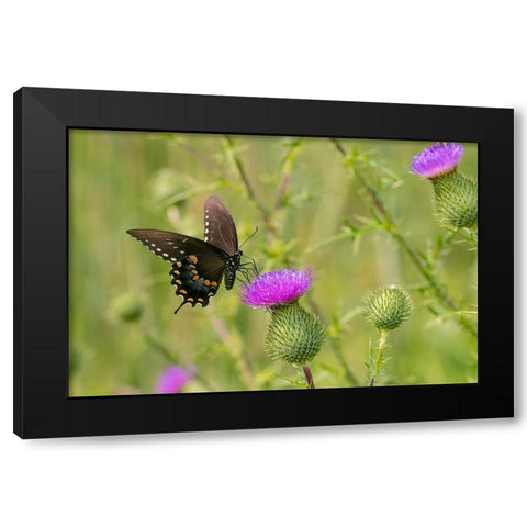 Spicebush swallowtail on Bull thistle Black Modern Wood Framed Art Print by Day, Richard and Susan
