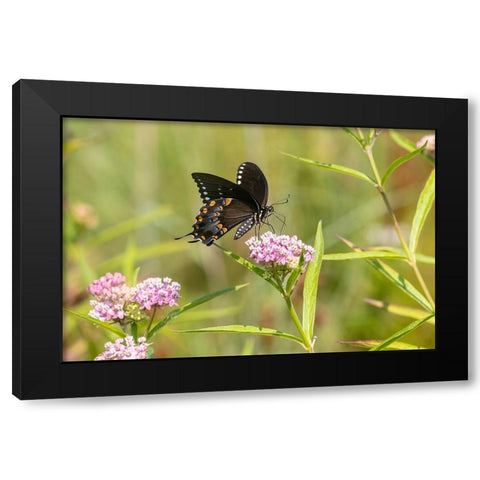 Spicebush swallowtail on swamp milkweed Black Modern Wood Framed Art Print by Day, Richard and Susan