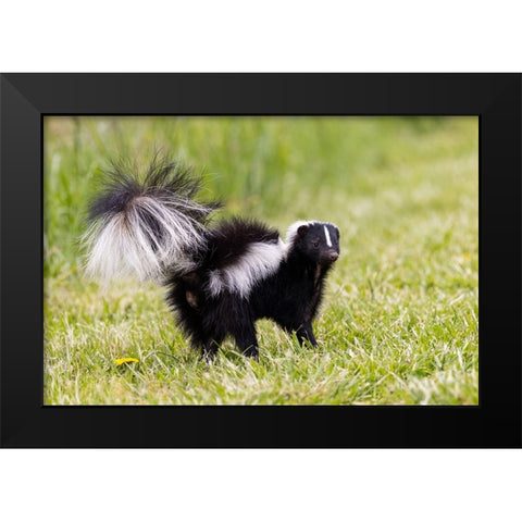 Striped skunk digging for food Black Modern Wood Framed Art Print by Day, Richard and Susan