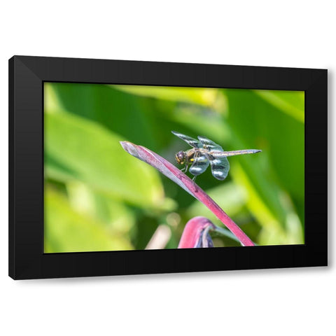 Twelve-spotted Skimmer male on Water Canna Black Modern Wood Framed Art Print by Day, Richard and Susan
