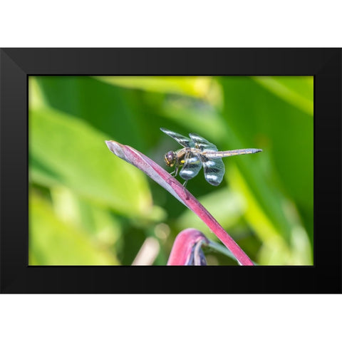 Twelve-spotted Skimmer male on Water Canna Black Modern Wood Framed Art Print by Day, Richard and Susan