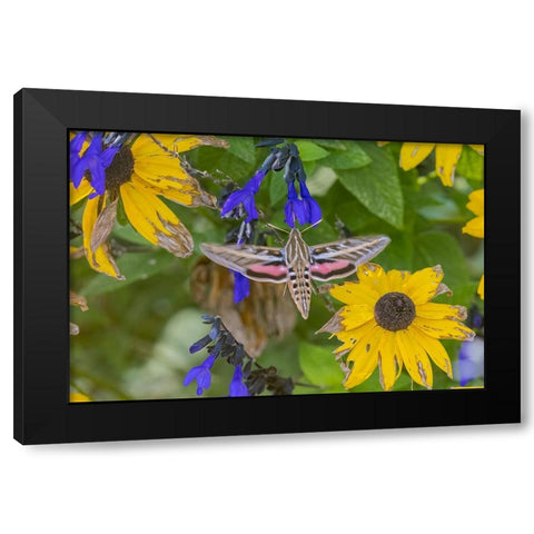 White-lined Sphinx on salvia Black Modern Wood Framed Art Print by Day, Richard and Susan