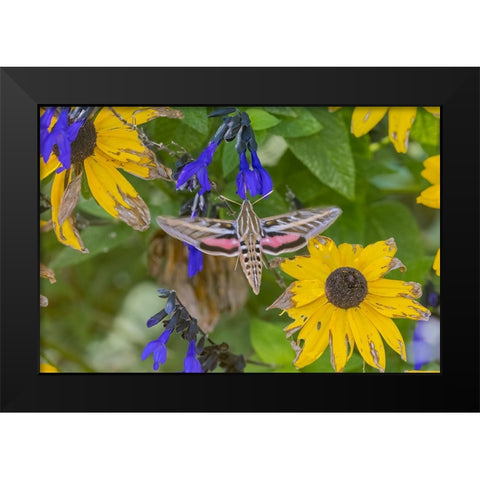 White-lined Sphinx on salvia Black Modern Wood Framed Art Print by Day, Richard and Susan