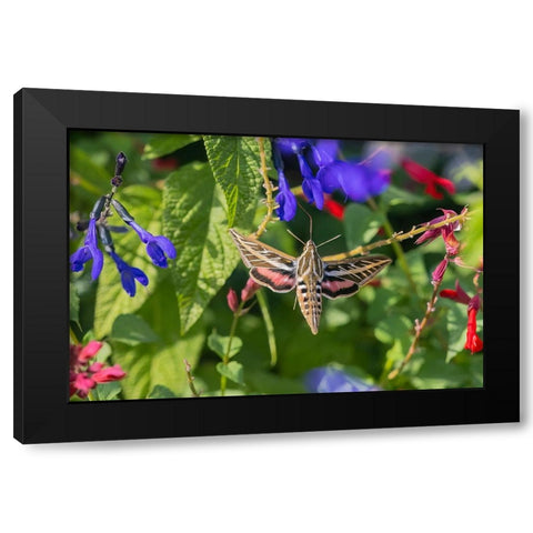 White-lined Sphinx on salvia Black Modern Wood Framed Art Print by Day, Richard and Susan