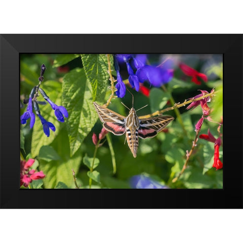 White-lined Sphinx on salvia Black Modern Wood Framed Art Print by Day, Richard and Susan
