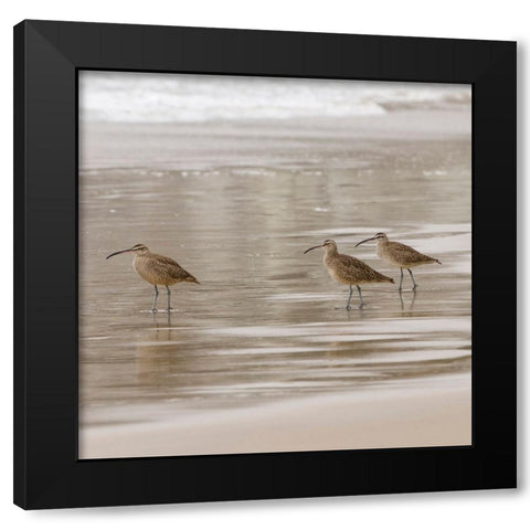 USA CA Pismo Beach Whimbrels Black Modern Wood Framed Art Print by Drury, Trish