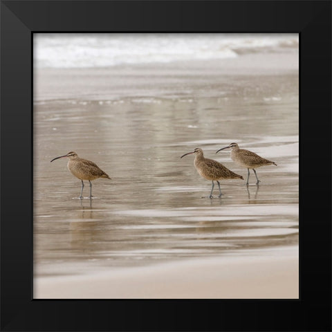USA CA Pismo Beach Whimbrels Black Modern Wood Framed Art Print by Drury, Trish