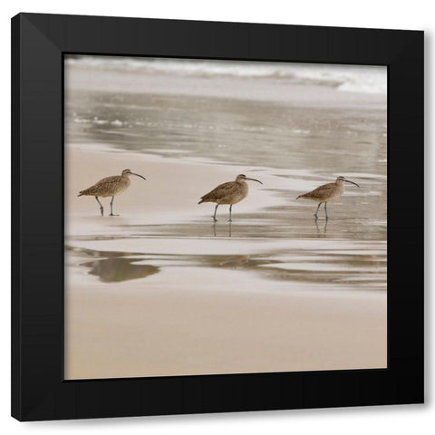 USA CA Pismo Beach Whimbrels Black Modern Wood Framed Art Print by Drury, Trish