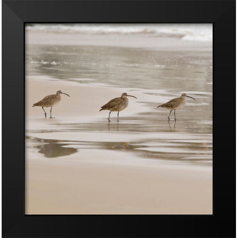 USA CA Pismo Beach Whimbrels Black Modern Wood Framed Art Print by Drury, Trish