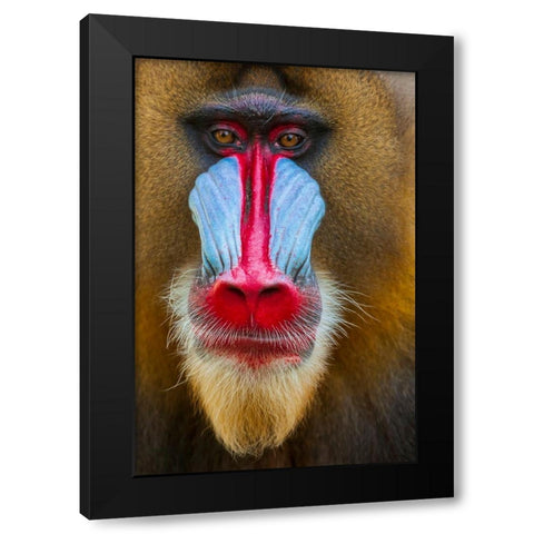 Close-up of the face of a mandrill (Mandrillus sphinx). Captive. Black Modern Wood Framed Art Print by Haseltine, Tom