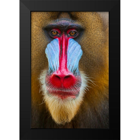Close-up of the face of a mandrill (Mandrillus sphinx). Captive. Black Modern Wood Framed Art Print by Haseltine, Tom