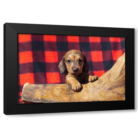 Doxen Puppy Black Modern Wood Framed Art Print with Double Matting by Beraldo, Zandina Muench