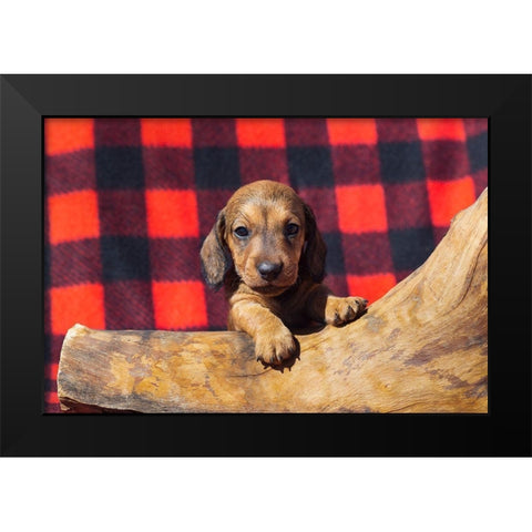 Doxen Puppy Black Modern Wood Framed Art Print by Beraldo, Zandina Muench
