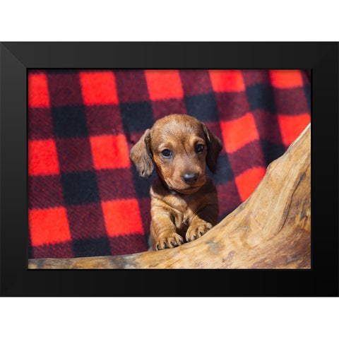 Doxen Puppy Black Modern Wood Framed Art Print by Beraldo, Zandina Muench