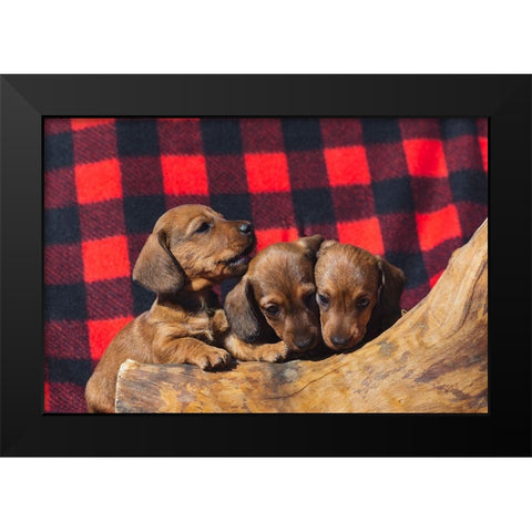 Doxen Puppies Black Modern Wood Framed Art Print by Beraldo, Zandina Muench