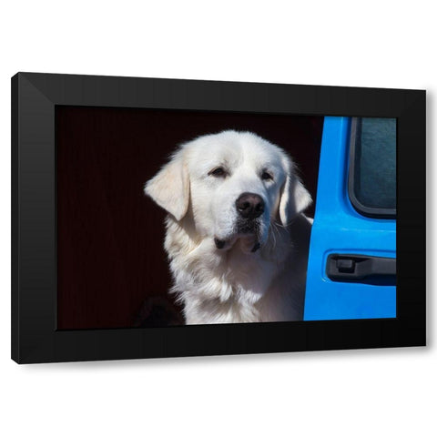 Great Pyrenees portrait Black Modern Wood Framed Art Print by Beraldo, Zandina Muench