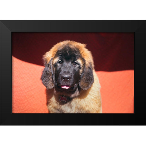 Leonberger Puppy Black Modern Wood Framed Art Print by Beraldo, Zandina Muench