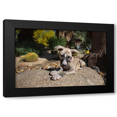 Whippet Puppy Black Modern Wood Framed Art Print with Double Matting by Beraldo, Zandina Muench