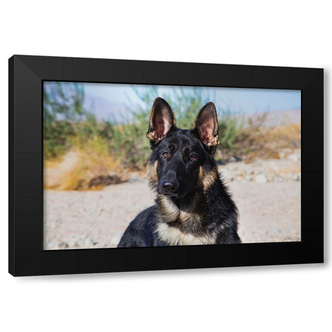 German Shepherd in the Coachella Valley-California Black Modern Wood Framed Art Print by Muench, Zandria