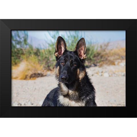 German Shepherd in the Coachella Valley-California Black Modern Wood Framed Art Print by Muench, Zandria