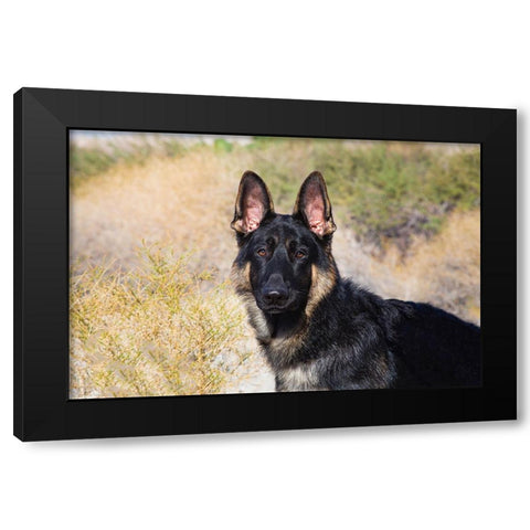 German Shepherd in the Coachella Valley-California Black Modern Wood Framed Art Print by Muench, Zandria