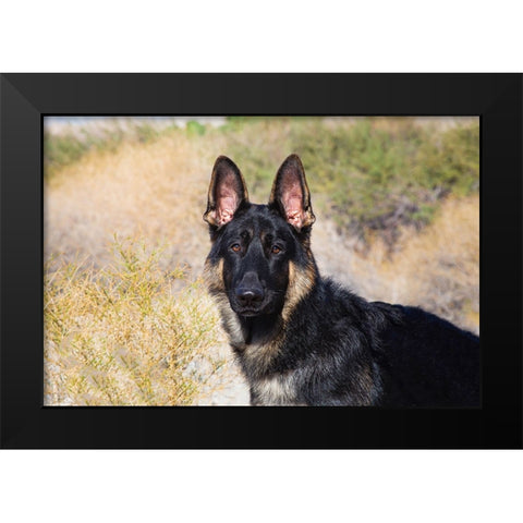 German Shepherd in the Coachella Valley-California Black Modern Wood Framed Art Print by Muench, Zandria