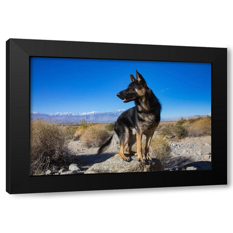 German Shepherd in the Coachella Valley-California Black Modern Wood Framed Art Print by Muench, Zandria