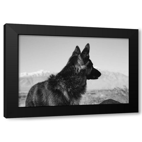 German Shepherd in the Coachella Valley-California Black Modern Wood Framed Art Print by Muench, Zandria