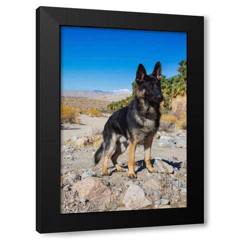 German Shepherd-Coachella Valley-California Black Modern Wood Framed Art Print by Muench, Zandria