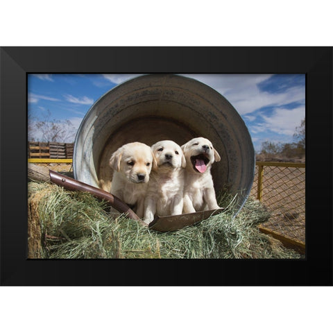 Labrador retriever puppies Black Modern Wood Framed Art Print by Muench, Zandria