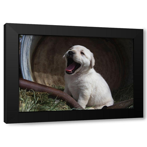Labrador retriever puppies Black Modern Wood Framed Art Print by Muench, Zandria