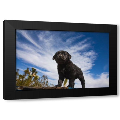 Labrador retriever puppies Black Modern Wood Framed Art Print with Double Matting by Muench, Zandria