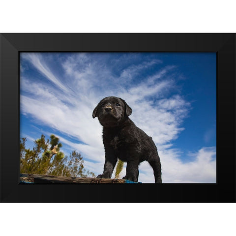 Labrador retriever puppies Black Modern Wood Framed Art Print by Muench, Zandria