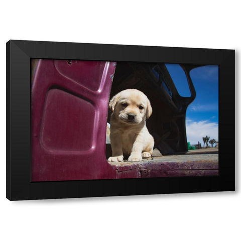 Labrador retriever puppy Black Modern Wood Framed Art Print by Muench, Zandria