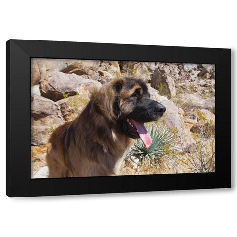 Leonbergers enjoying the high desert Black Modern Wood Framed Art Print by Muench, Zandria