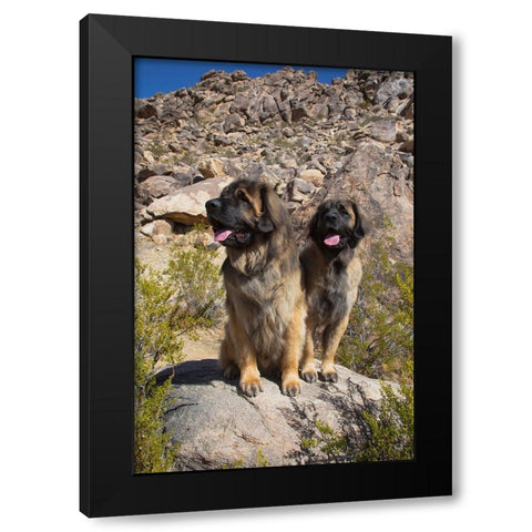 Leonbergers enjoying the high desert Black Modern Wood Framed Art Print with Double Matting by Muench, Zandria