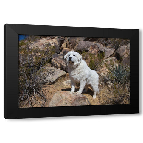 Great Pyrenees engoying the high desert Black Modern Wood Framed Art Print by Muench, Zandria