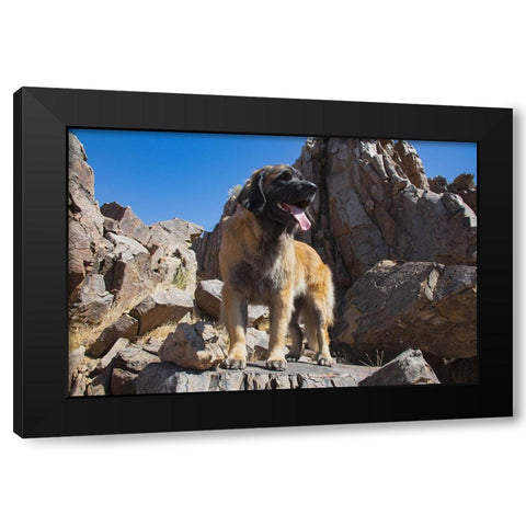 Leonberger waiting for the mail Black Modern Wood Framed Art Print by Muench, Zandria