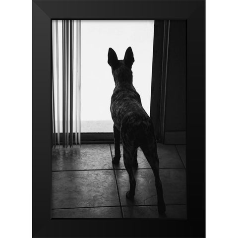 Australian cattle dog Black Modern Wood Framed Art Print by Muench, Zandria