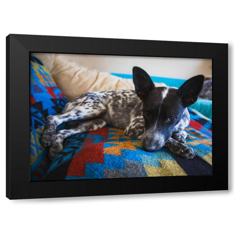 Australian cattle dog Black Modern Wood Framed Art Print by Muench, Zandria