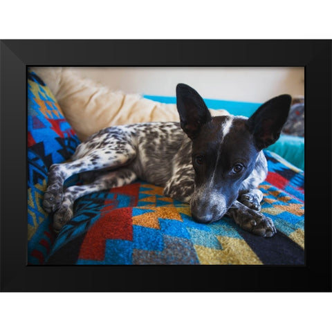 Australian cattle dog Black Modern Wood Framed Art Print by Muench, Zandria