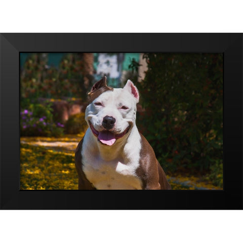 American pitt bull Black Modern Wood Framed Art Print by Muench, Zandria
