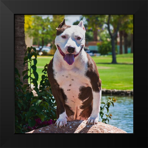 American pitt bull Black Modern Wood Framed Art Print by Muench, Zandria