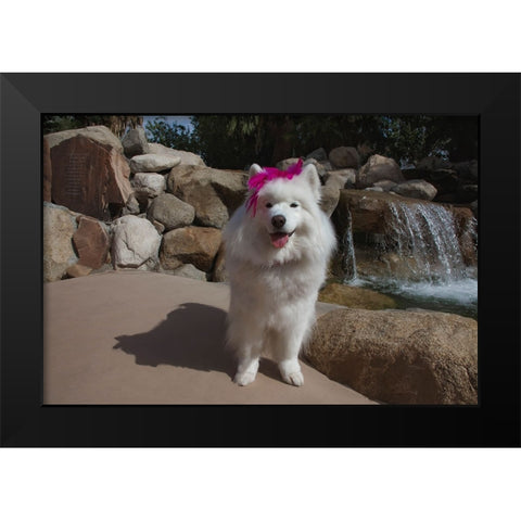 Samoyed in Palm Desert- California Black Modern Wood Framed Art Print by Muench, Zandria