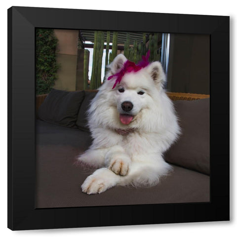 Samoyed in Palm Desert- California Black Modern Wood Framed Art Print by Muench, Zandria