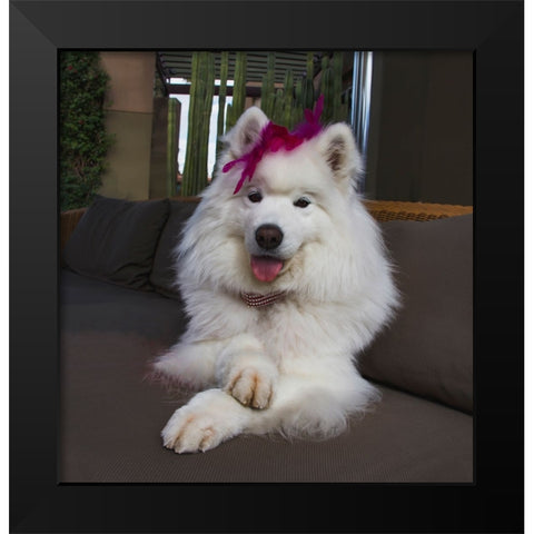 Samoyed in Palm Desert- California Black Modern Wood Framed Art Print by Muench, Zandria